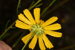 Coastal plain honeycombhead